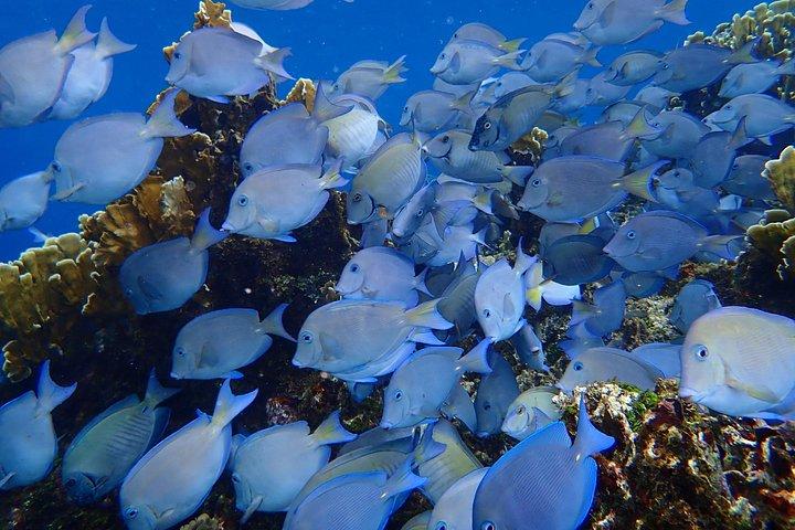 West Bay Beach, Shore Snorkeling & Private Shuttle
