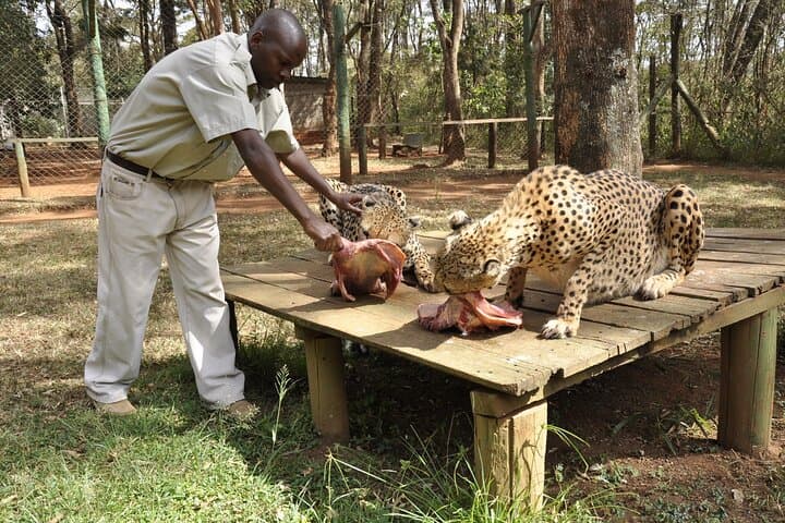 Animal Orphanage Half Day Tour in Nairobi