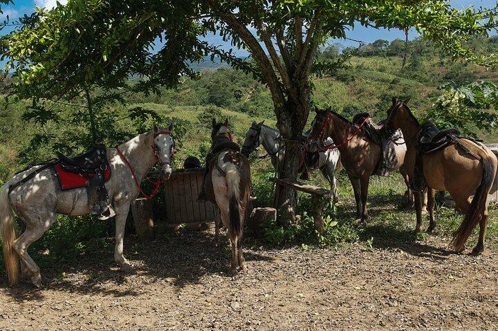 カルタヘナ近郊のワイルドライフパラダイスでUTVスリル＆乗馬体験
