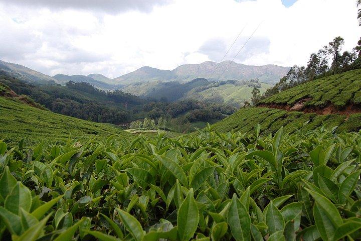 Munnar Tea-trail Tour