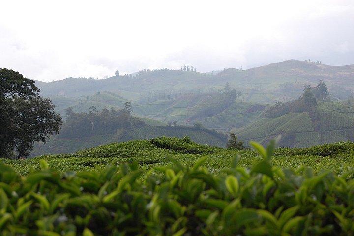 Munnar Tea-trail Tour