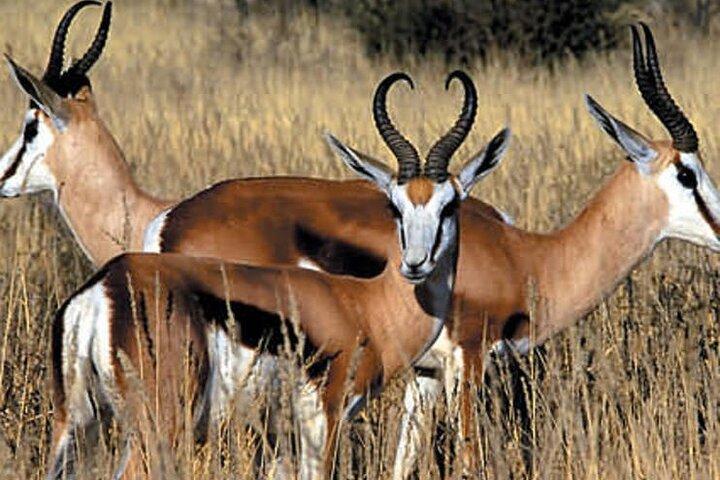 Miglior Safari Inverdoorn di Città del Capo Pernottamento con pasti e trasporto