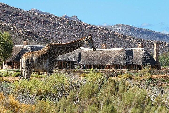 Miglior Safari Inverdoorn di Città del Capo Pernottamento con pasti e trasporto