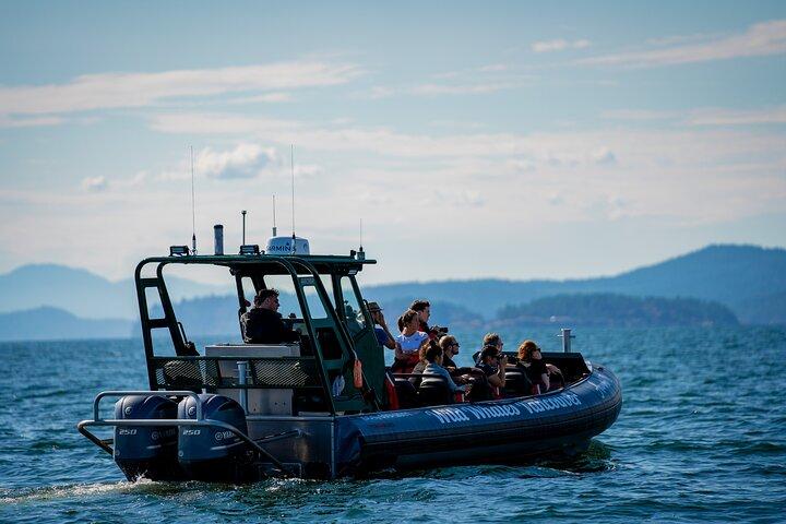 Esperienza intima di osservazione delle balene sulla costa occidentale di Vancouver
