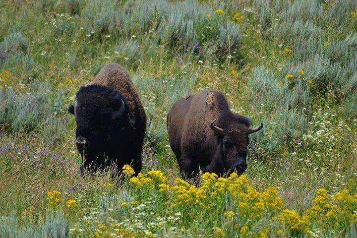 Excursão privada de dia inteiro ao Parque Nacional Grand Teton