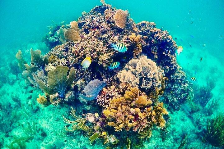 Privétour langs de riffen en koralen van Puerto Morelos met snorkelen en lunch