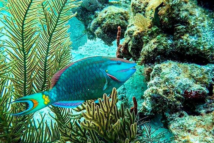 Privétour langs de riffen en koralen van Puerto Morelos met snorkelen en lunch