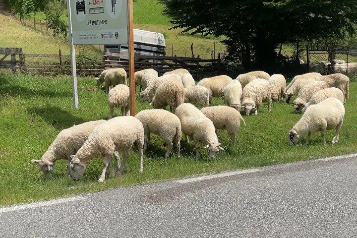 Marginimea Sibiului fra Sibiu