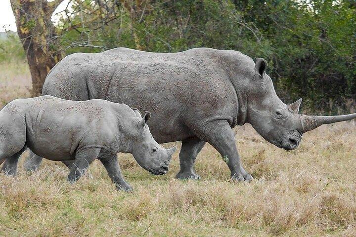 Solio Ranch Rhino Watch Safari dagstur från Nairobi