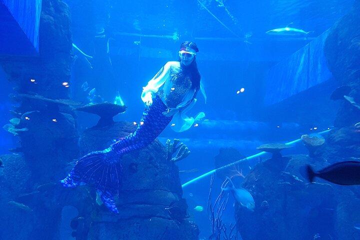 Half Day Tour Jakarta Aquarium and Pantai Indah Kapuk Jakarta