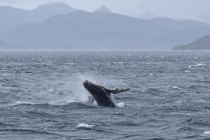 Avistamiento de Ballenas y Glaciares desde Punta Arenas Parque Francisco Coloane