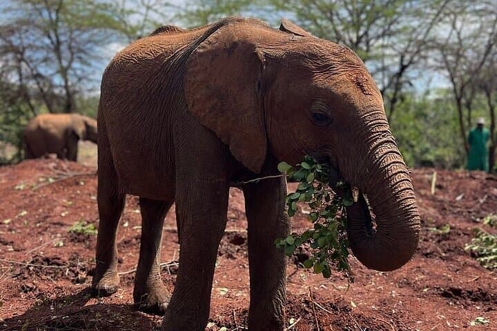 Nairobi National Park, Baby Elephant Orphanage and Giraffe Centre