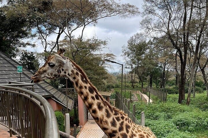 Nairobi National Park, Baby Elephant Orphanage and Giraffe Centre