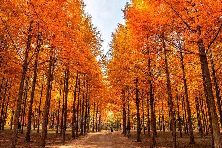 Seoraksan mit Nami Island oder Sinheungsa Tempel Tour von Seoul