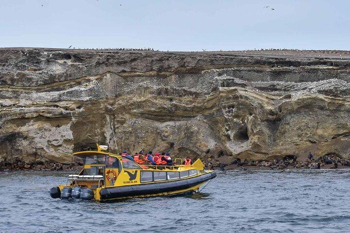 Tour in barca del pinguino di Magdalena Island e Marta Island