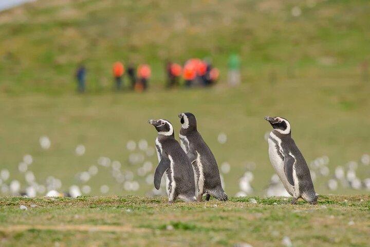 マグダレナ島ペンギンボートツアーとマルタ島