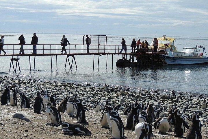 マグダレナ島ペンギンウォーク＆マルタ島野生動物クルーズ