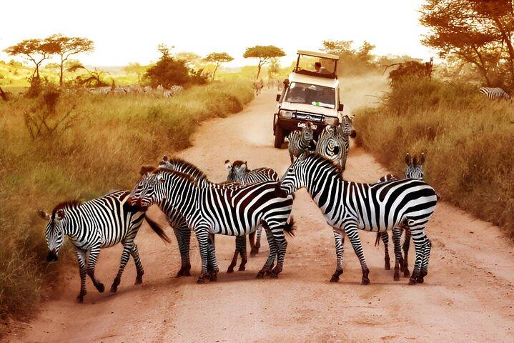 Pilanesberg Nationalpark 6 timers safari fra Sun City