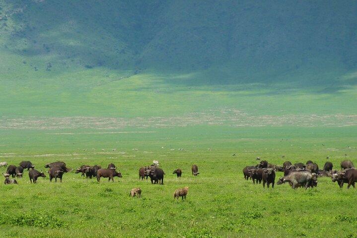 Game Drive Tour till Ngorongoro Crater från Arusha