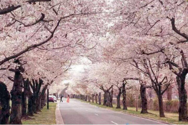 シカゴからワシントンD.C.の桜3日間ツアー