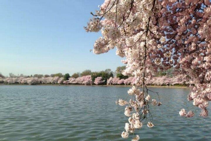 シカゴからワシントンD.C.の桜3日間ツアー