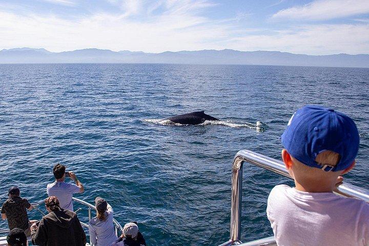 プエルト バジャルタとヌエボ バジャルタでのホエール ウォッチング クルーズ