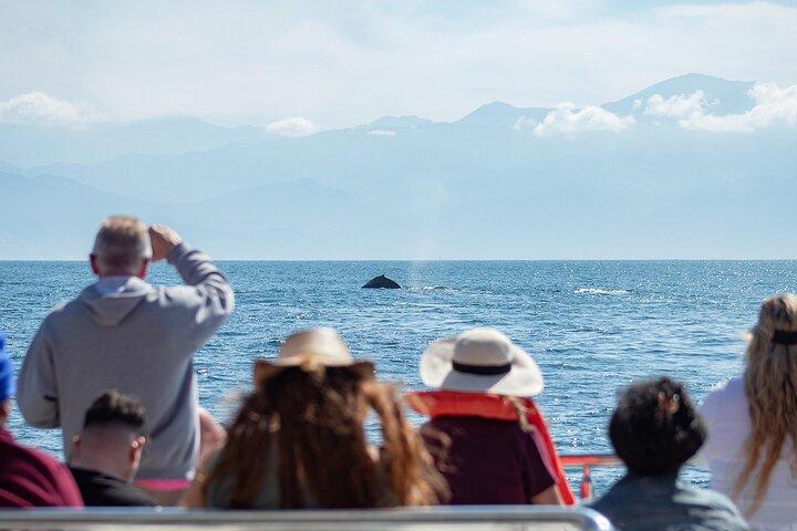 Whale Watching Cruise In Puerto Vallarta & Nuevo Vallarta