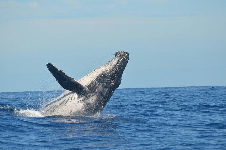 Whale Watching Cruise In Puerto Vallarta & Nuevo Vallarta