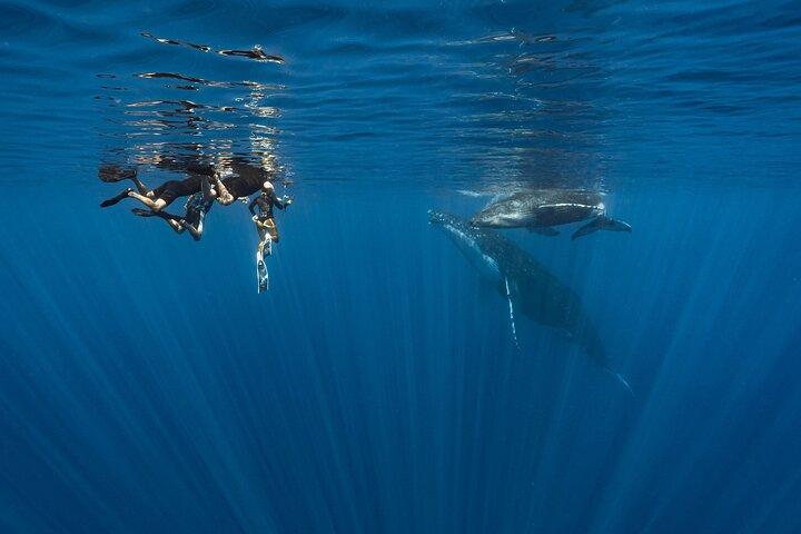 Expedición Compartida de Ballenas