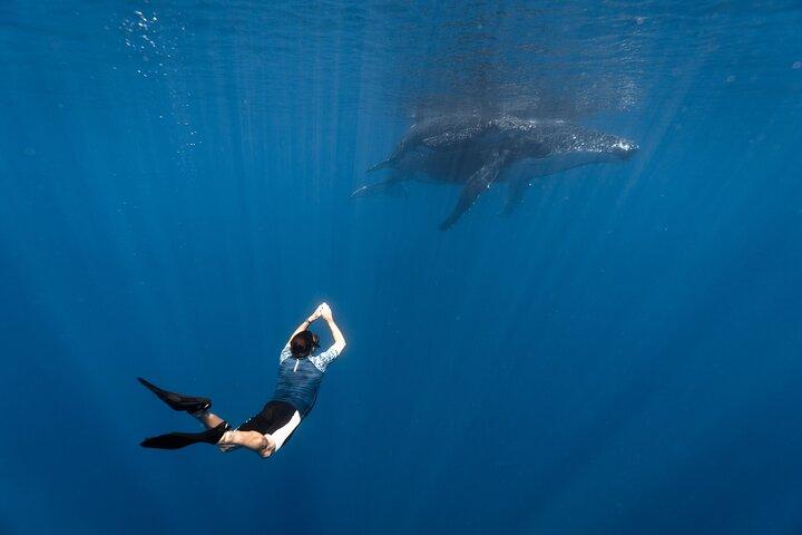 Expedición Compartida de Ballenas