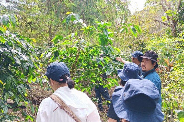 Sumatra Coffee Tour