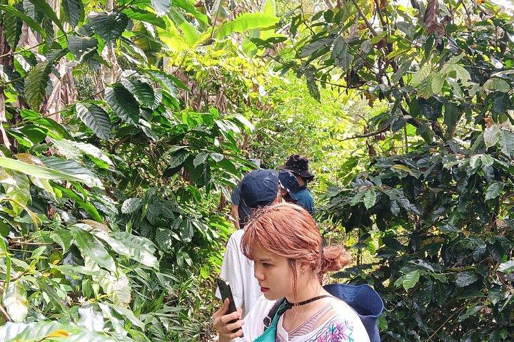 Sumatra Coffee Tour