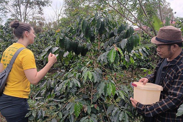 Sumatra Coffee Tour