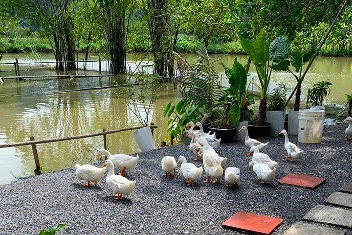 ニンビン：隠れた名所と風光明媚な田園地帯のバイクツアー