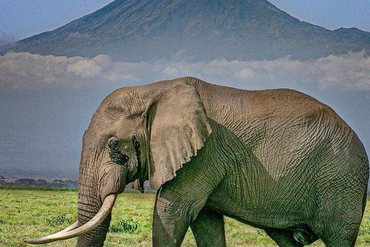 5 Days 4 Nights Kenya Safari Adventure