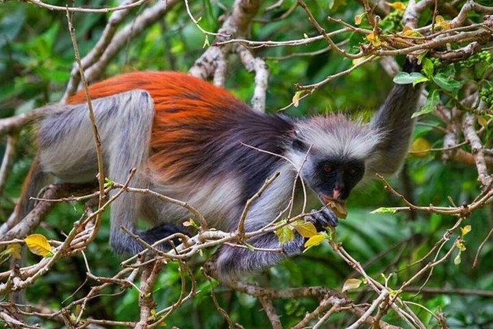 Zanzibar halve dagtrip op Jozani Forest