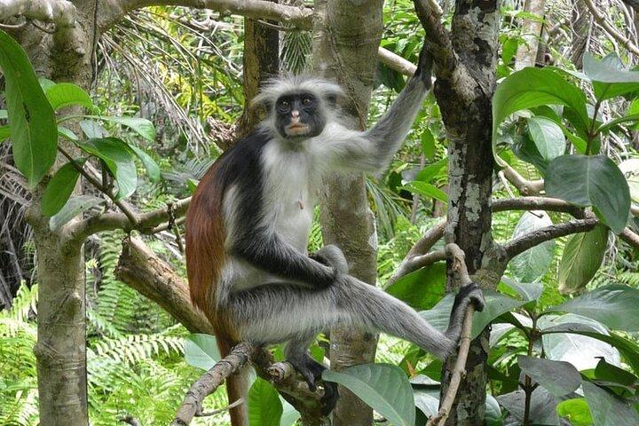 Zanzibar halve dagtrip op Jozani Forest