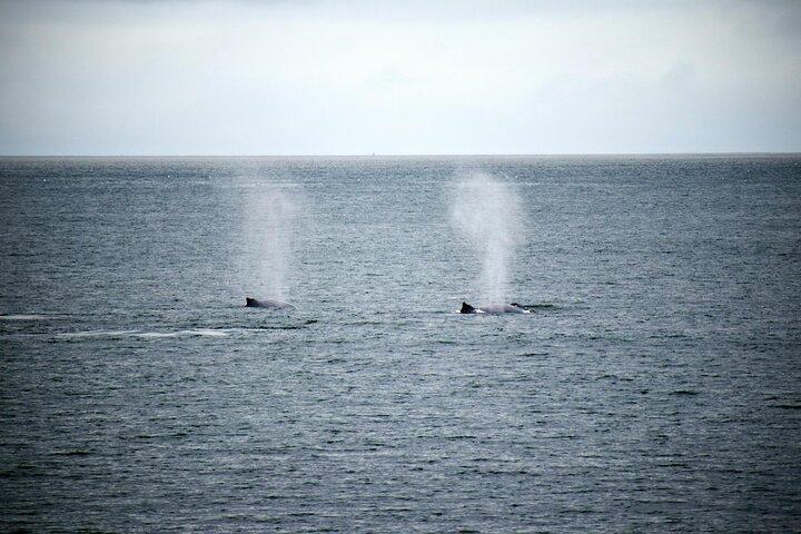 Whale Watching in Hermanus Shared Tour All-Inclusive