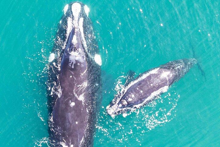 Whale Watching in Hermanus Shared Tour All-Inclusive
