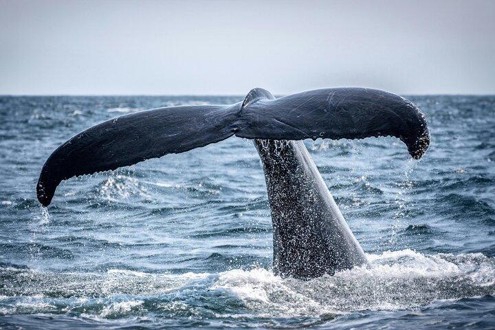 Whale Watching in Hermanus Shared Tour All-Inclusive