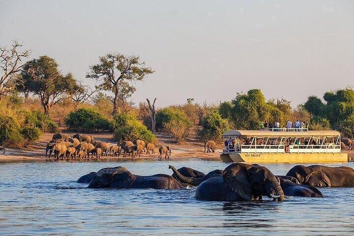 Chobe day trip game drive coucher de soleil croisière départ des chutes Vic.