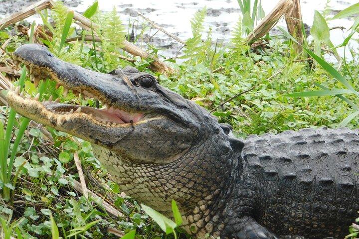 Excursion en bateau couvert