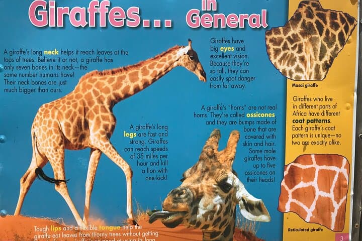 CT Giraffes house lion's park,Cheetah encounter and Wine Tasting