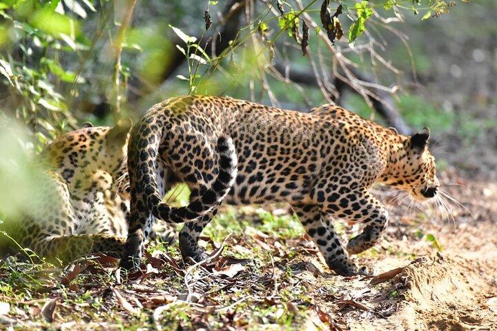Wilpattu Halbtagessafari von Anuradhapura