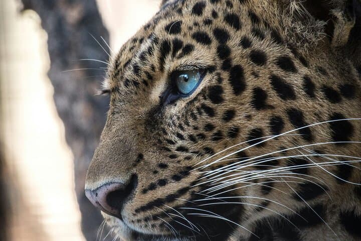 Aquila Big 5 Game Drive Full Day Tour