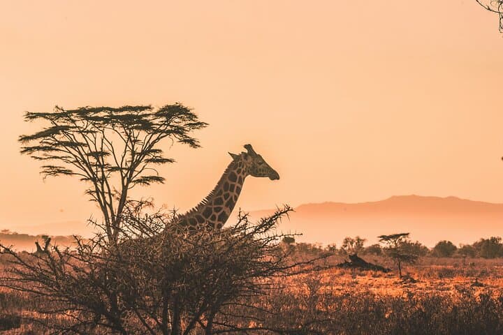 Aquila Big 5 Game Drive Full Day Tour