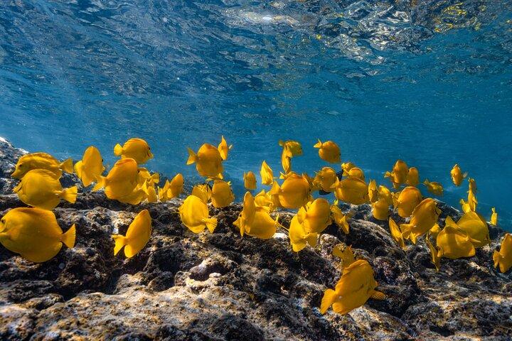 Kealakekua Bay Snorkeling privato e guardia del delfino