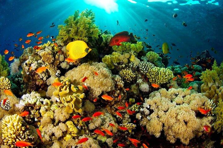 Das Dreipunktschnorcheln auf Bunaken Island beinhaltet Mittagessen und Shuttle