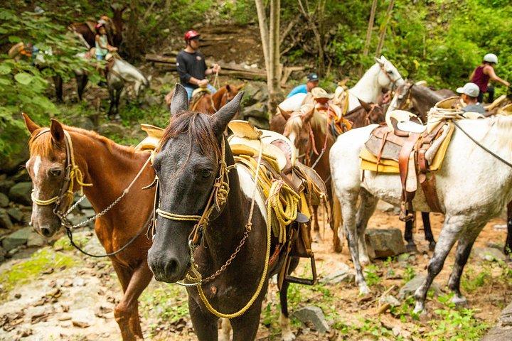 プエルト バジャルタからのシエラ マドレでの乗馬ツアー
