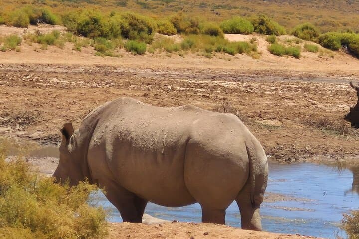 Sunset Aquila Big 5 Game Reserve Safari with Ticket and Snacks